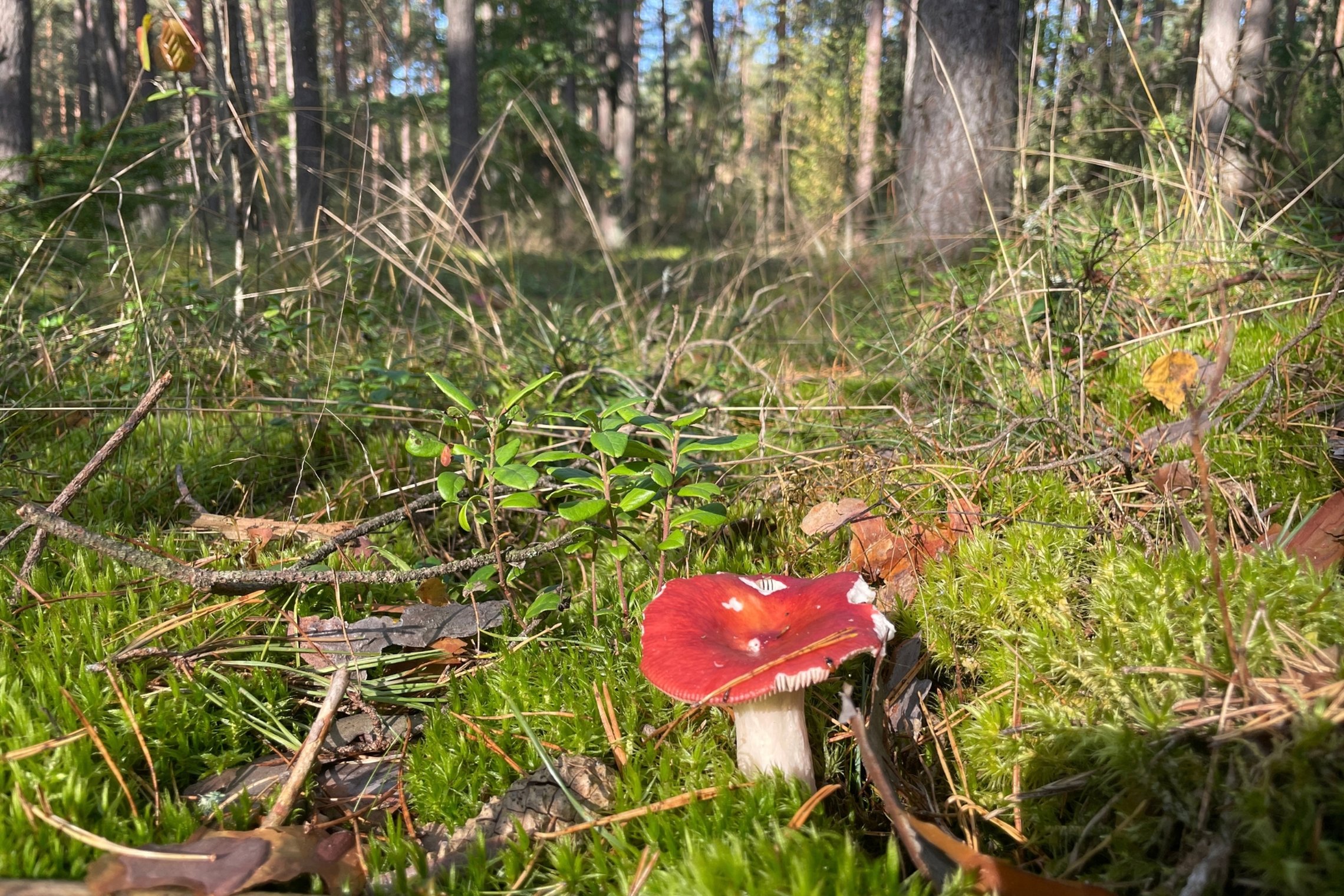 Iliustracija